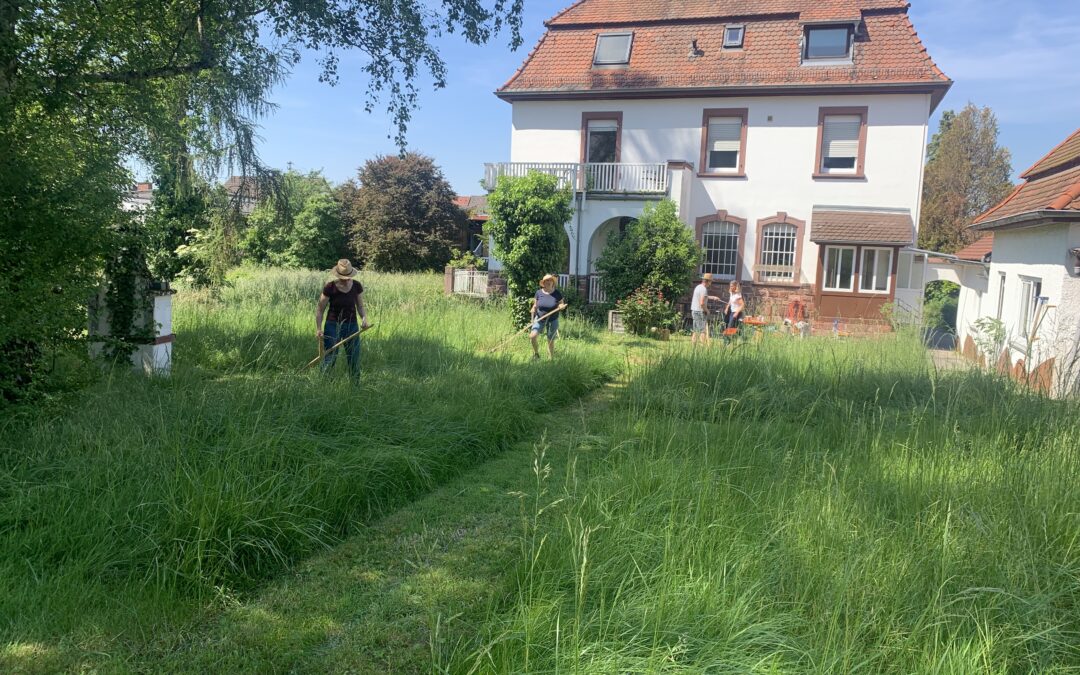 Sensenkurs im Pfarrgarten Leimen